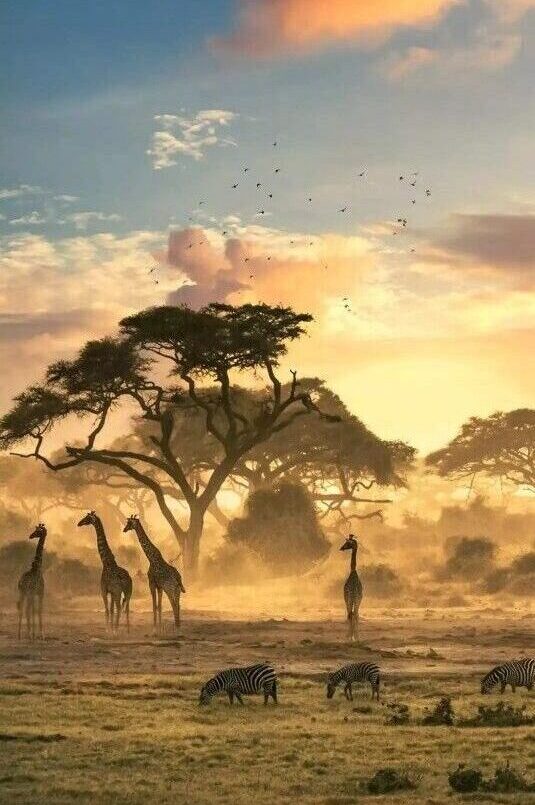 AFRICA